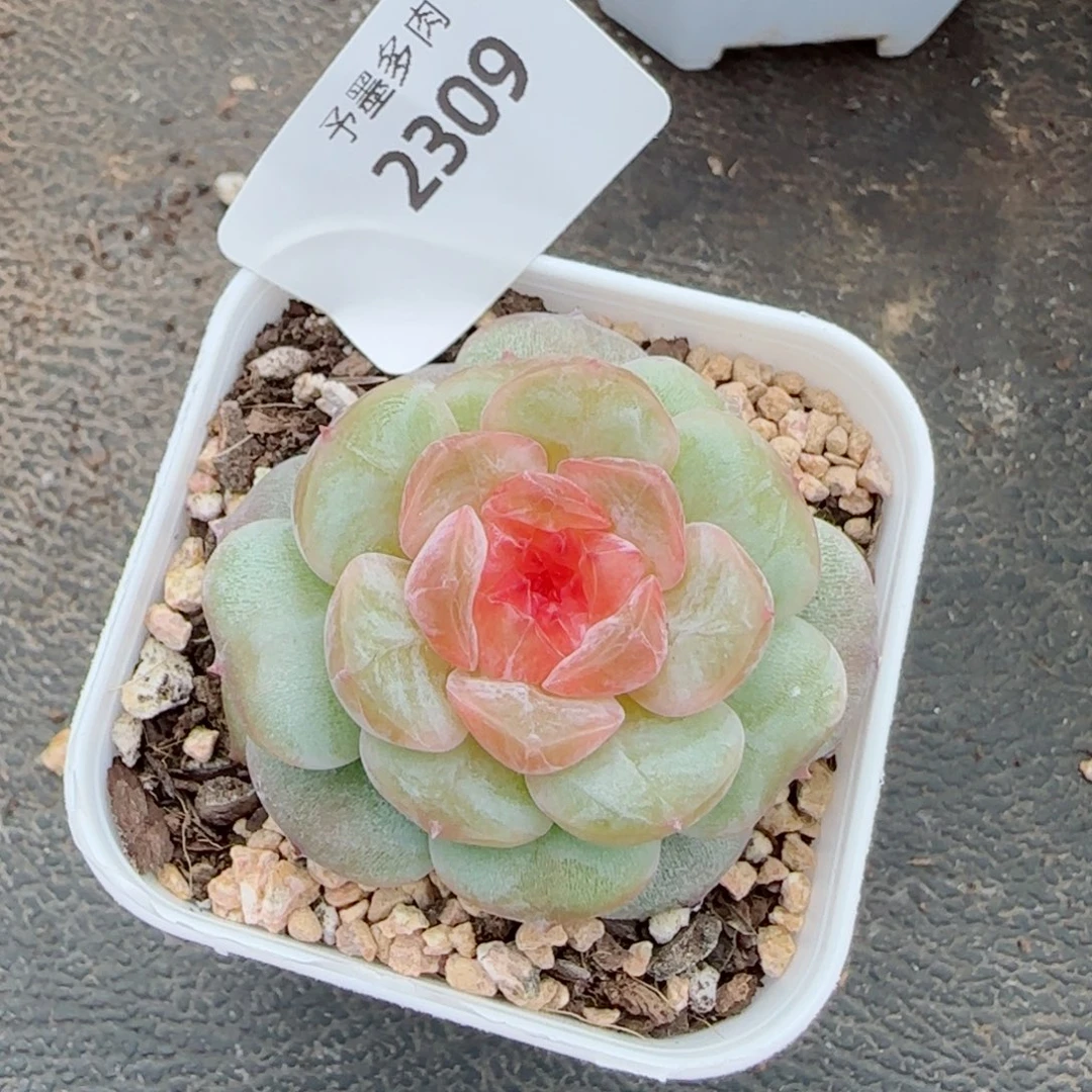 红心孤品，2309多肉植物