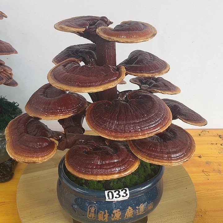 心***成全部花朵88888888888888888