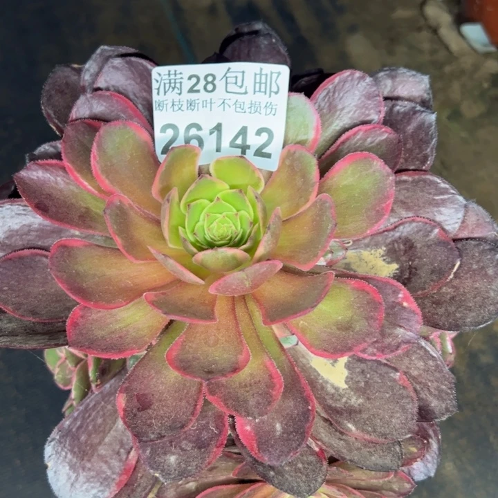 26142粉花妖多肉植物