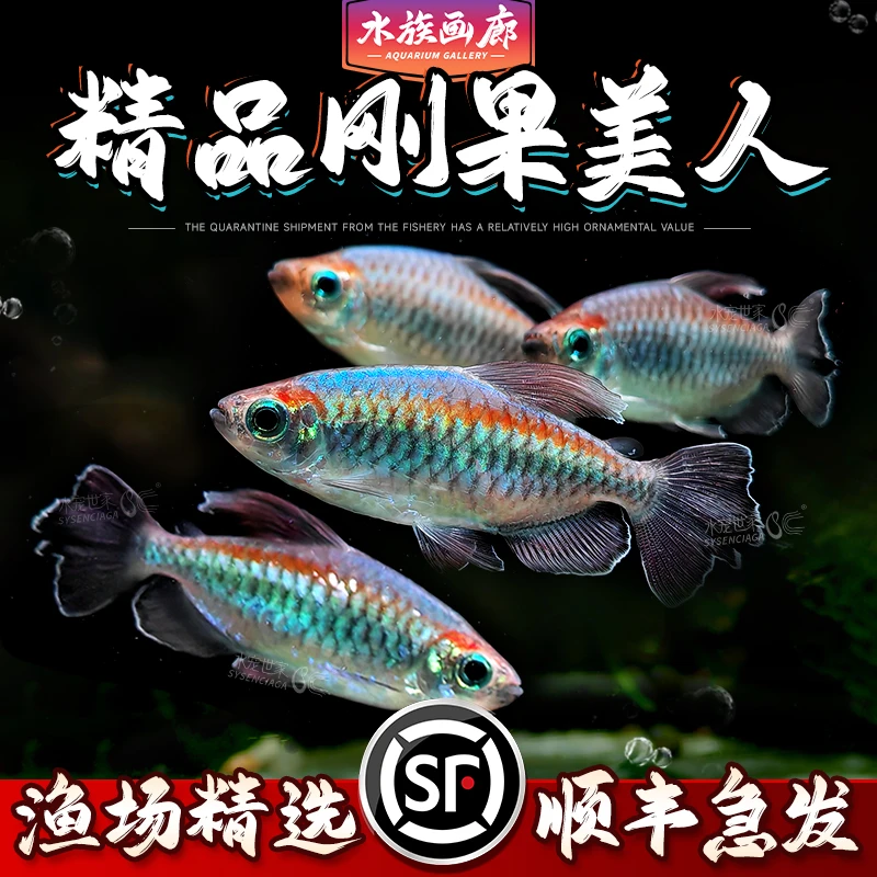 【直播活动】刚果美人鱼小型热带淡水活体鱼观赏鱼草缸群游