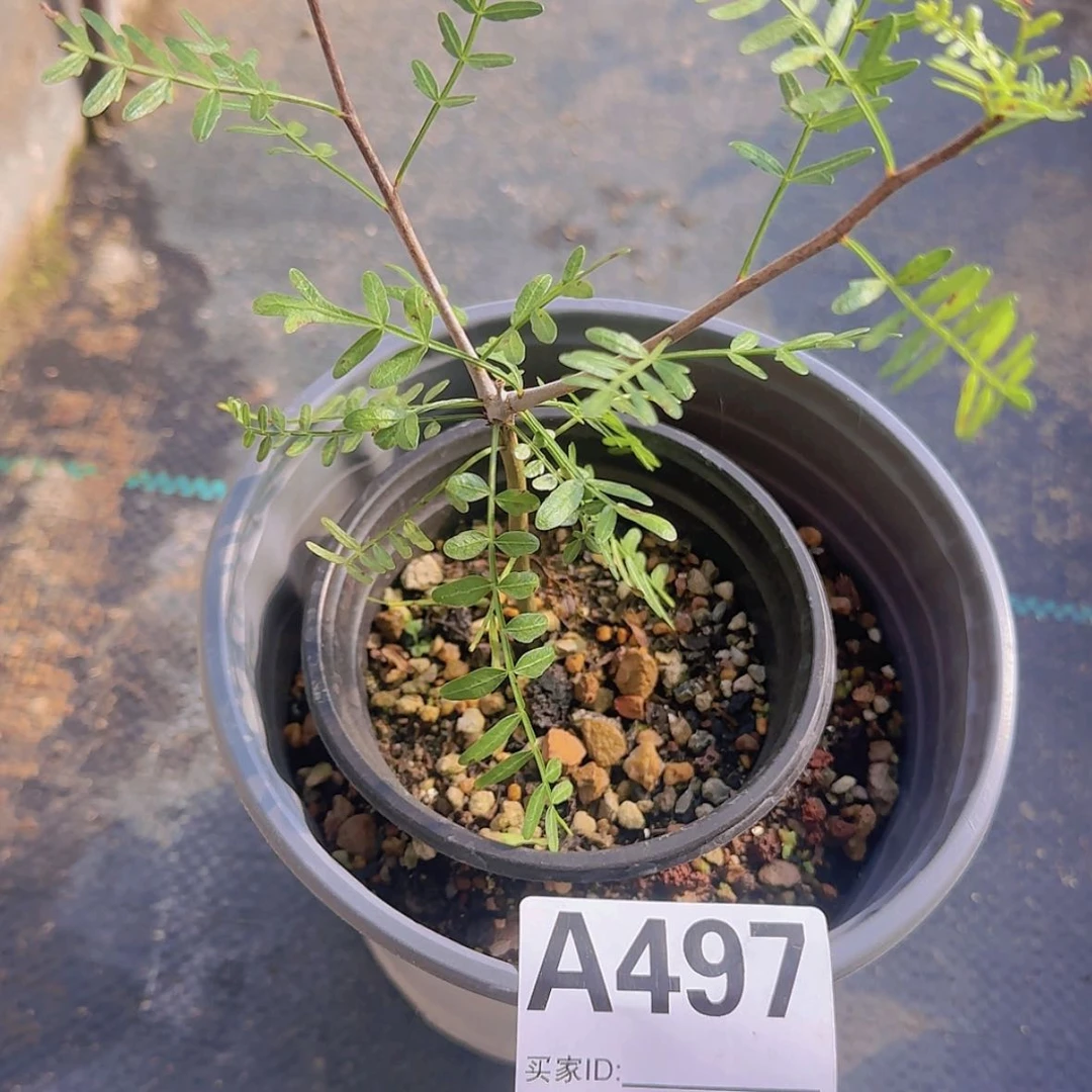 【闪购商品】多*西块根植物