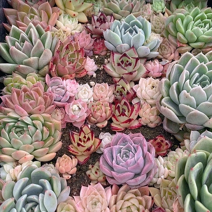 124 多肉植物盆栽花卉植物