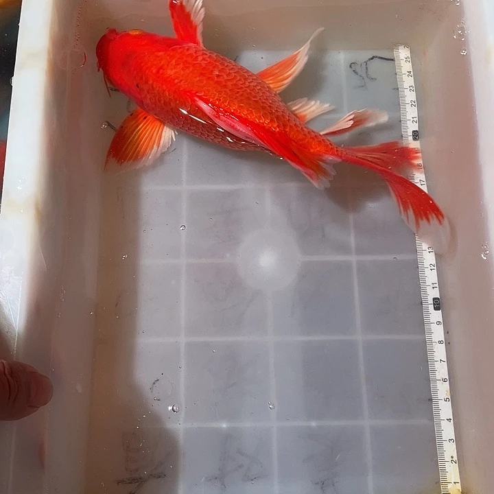 蝴蝶鲤鱼渔场直发05