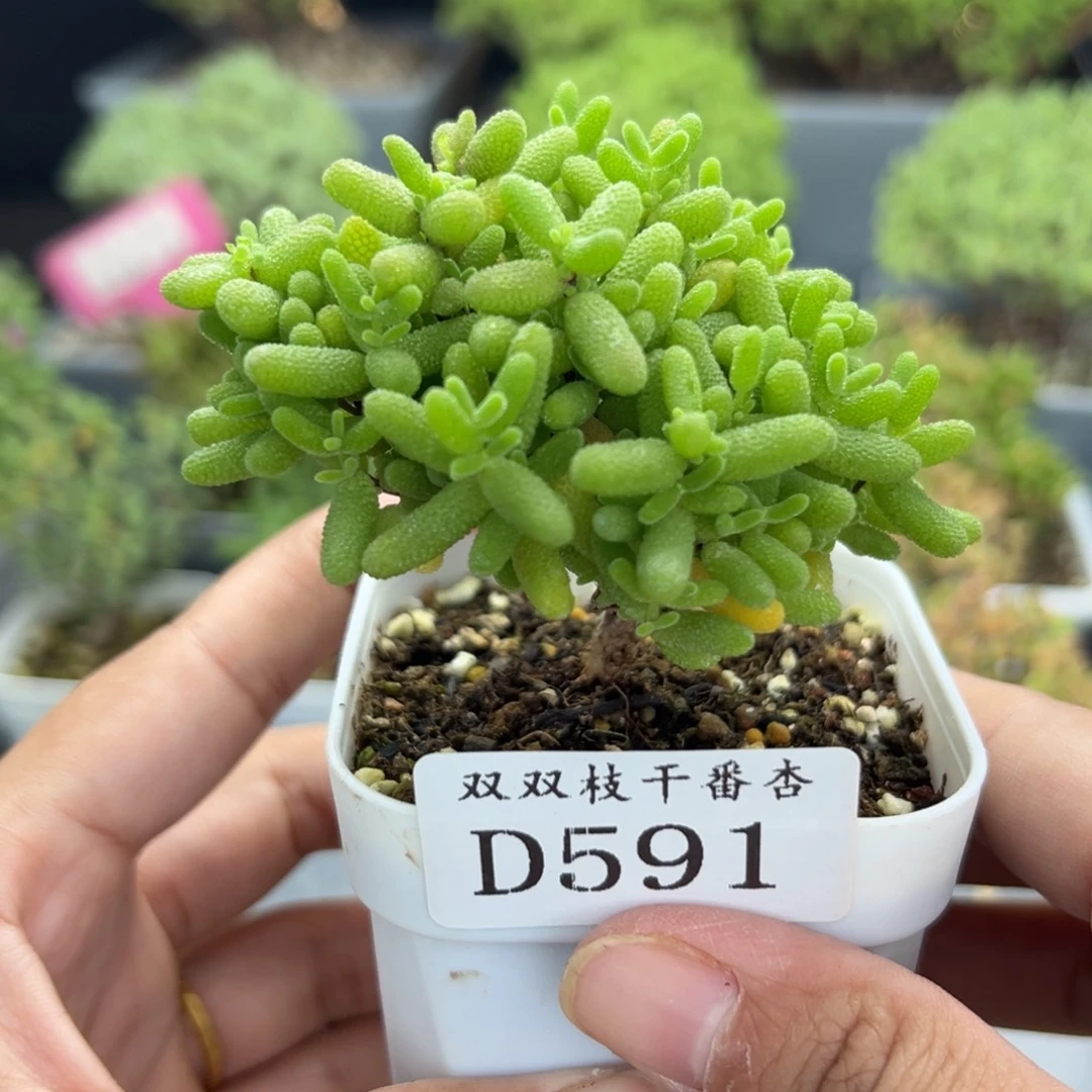 591蜜橘