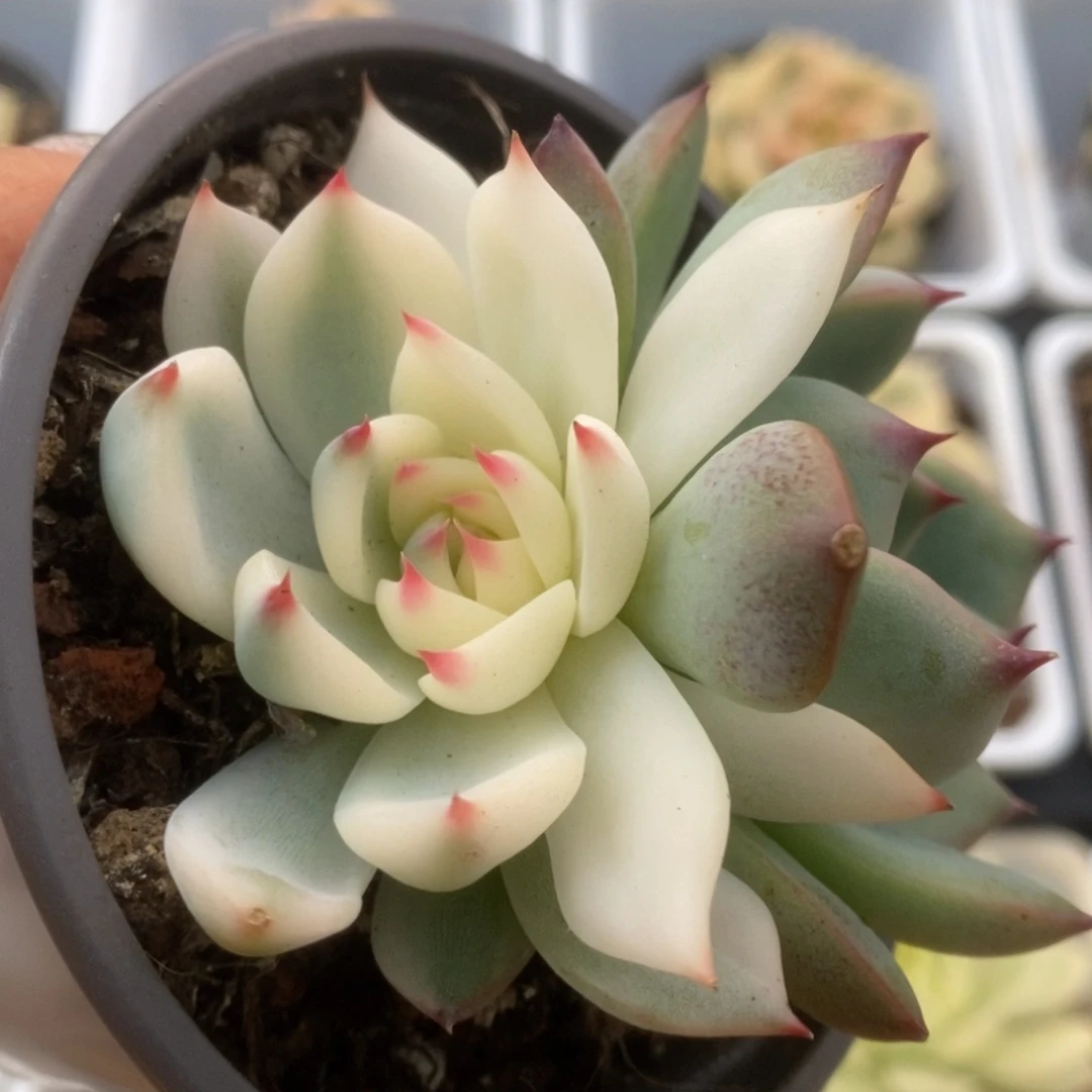 287锦锦锦锦锦锦锦锦锦