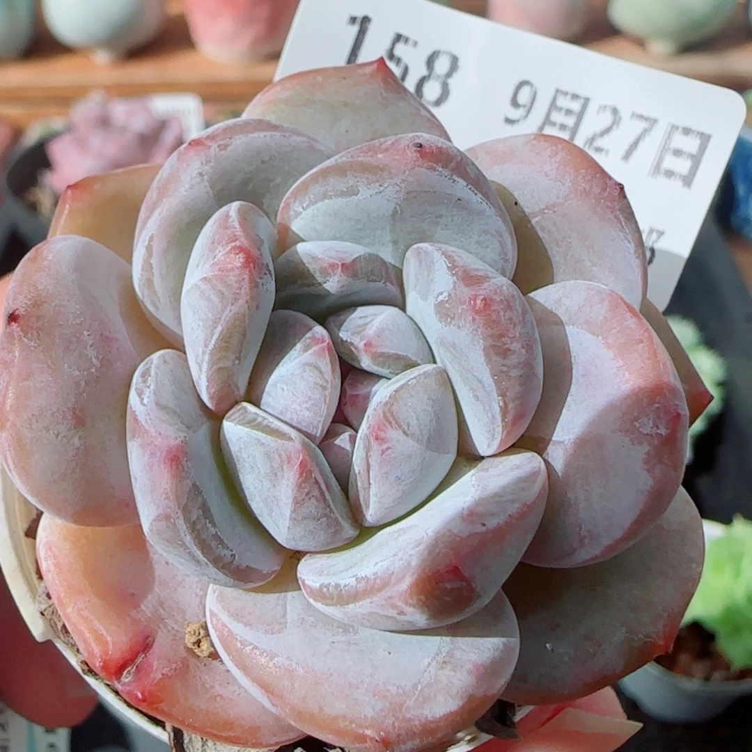 花语逸镜0927-158成梦露