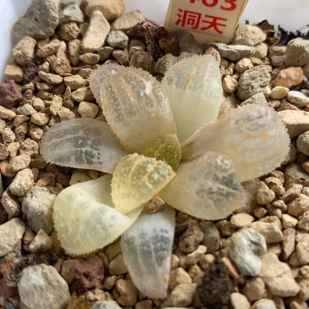 463具味城锦一物一拍