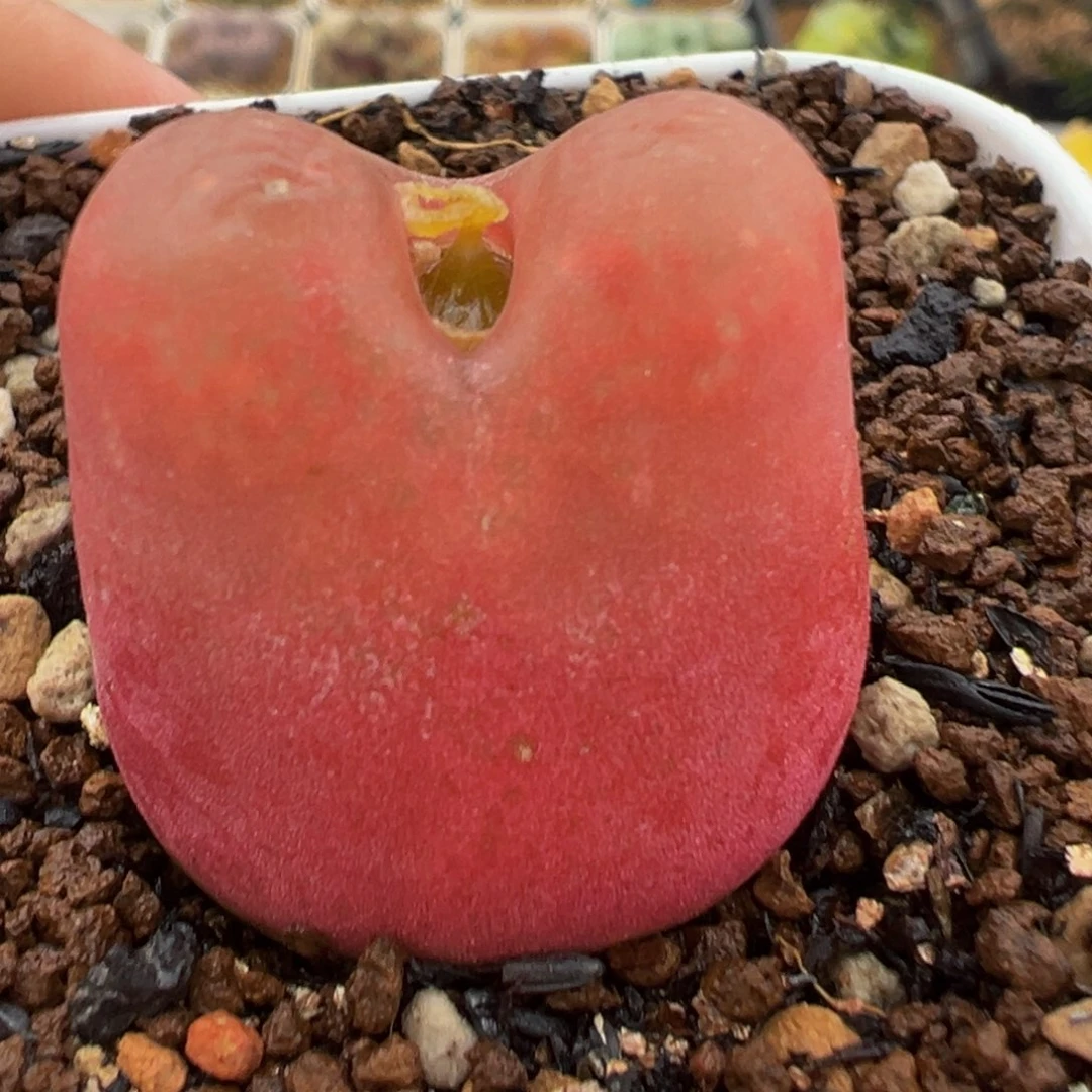 龙猫体水蜜桃多肉植物