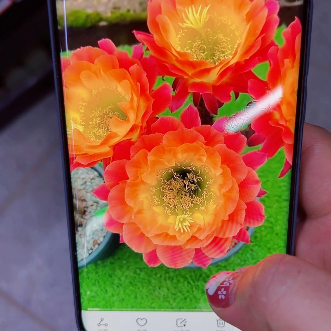 下10毛大满贯歪无根侧芽4公分左右20包邮