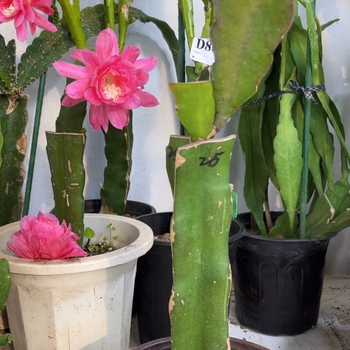 当前无花栽培后可以开花静**初888