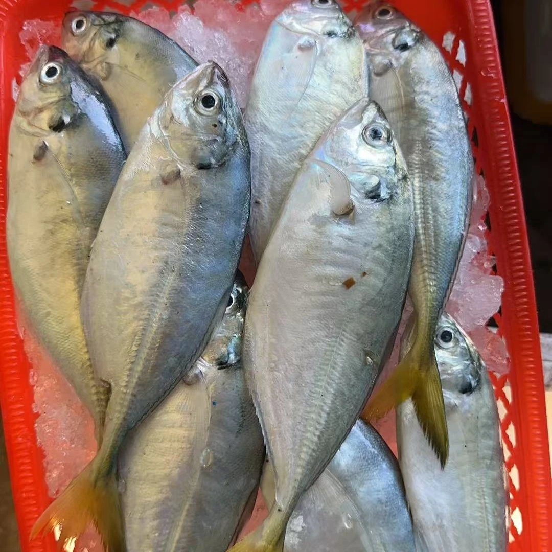 惠来神泉小渔船 黄尾巴浪鱼