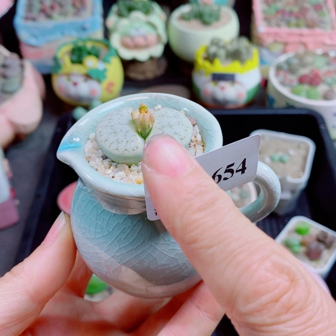 生石花花花花花花花花654