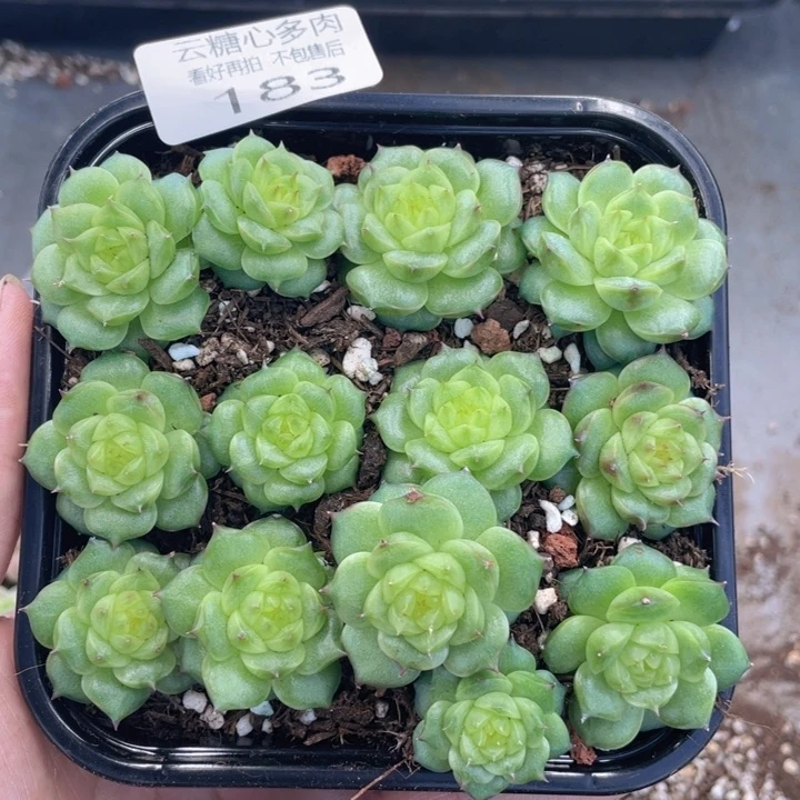 云糖心多肉植物183