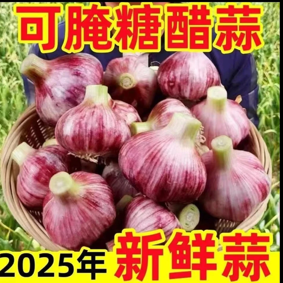 2025河南新鲜紫皮大蒜现摘现发蒜香味十足可腌糖醋蒜