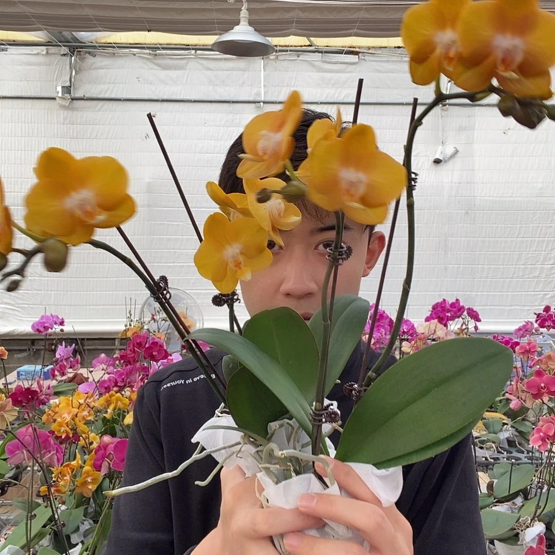 完全开放拉斯维加斯两颗装