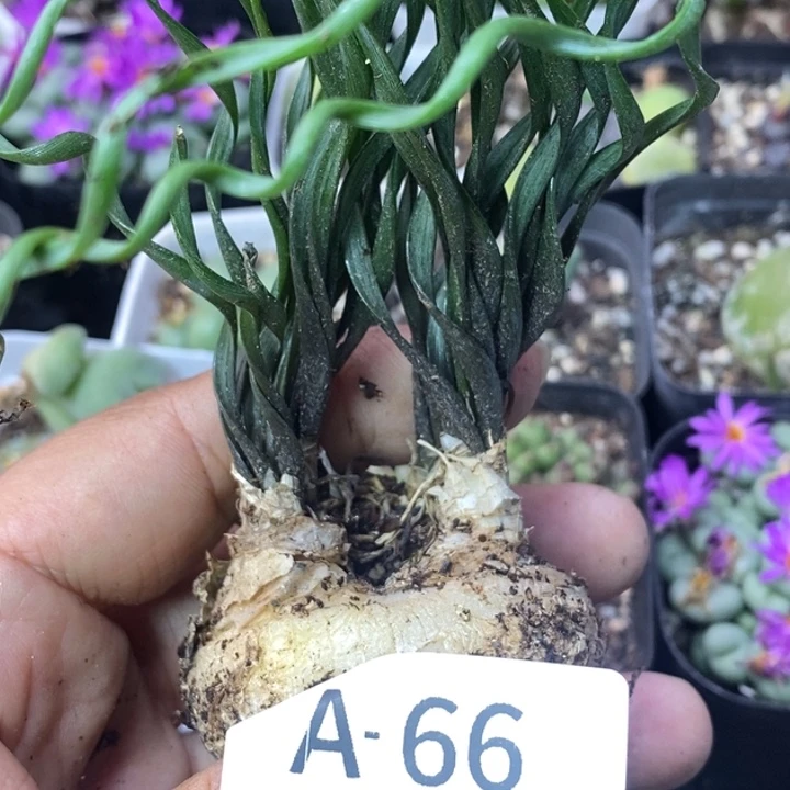 栗***壳56999999999989999999