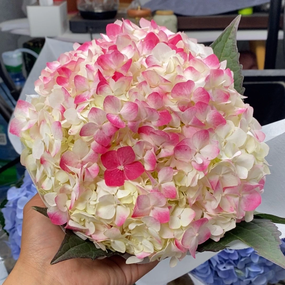 487号 绣球（3单顺丰冷链包邮，偏远补15元运费发德邦空运）