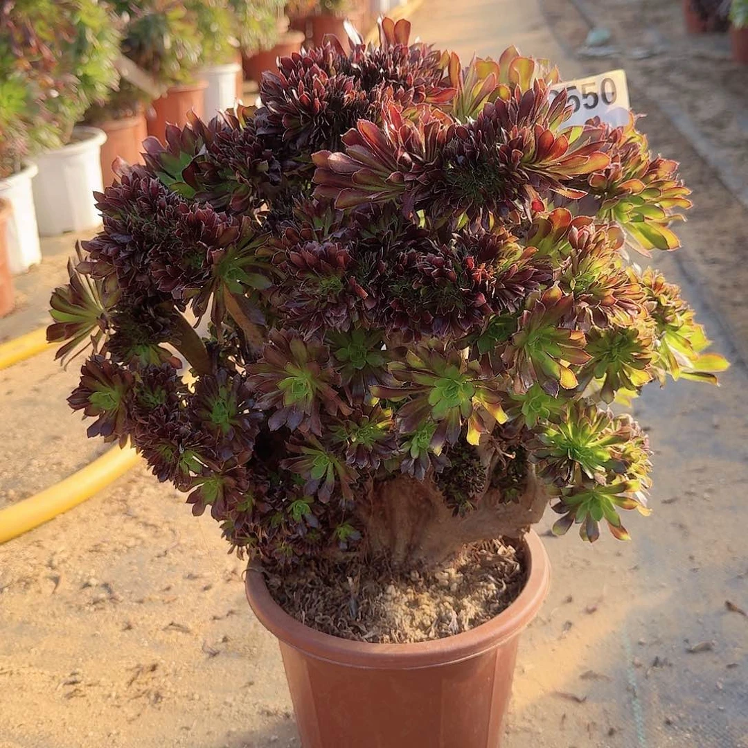 550黑法师一颗呀呀