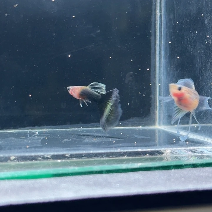 孔雀鱼玻璃体绿礼服c一对