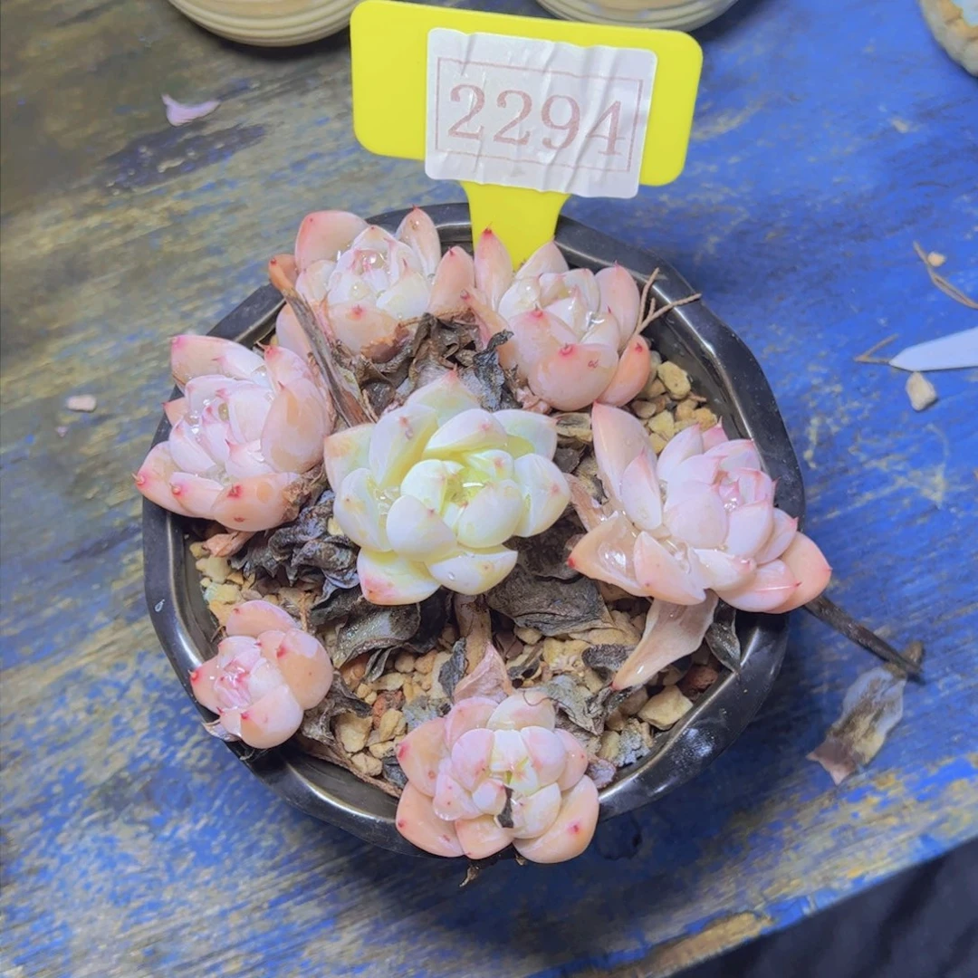 七*阿尔巴佳人2294多肉植物