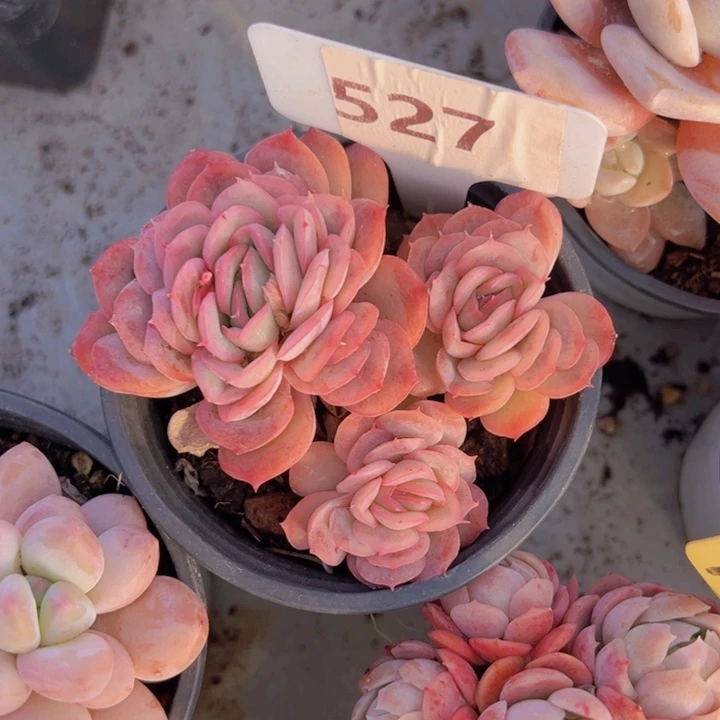 健健康康平平安安