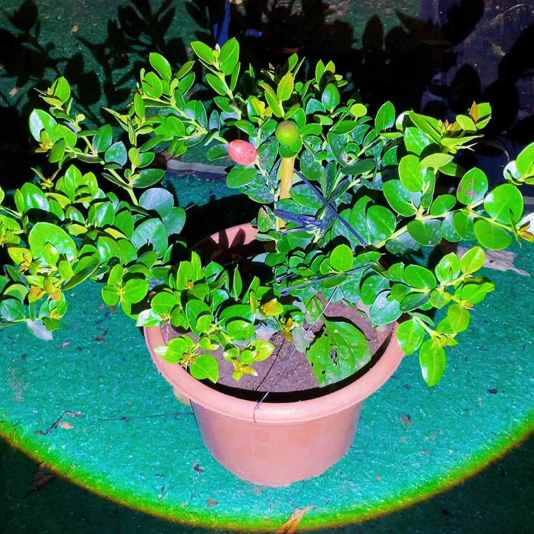 完全开放222果熟后倒在锅上蒸上几秒至金黄取出