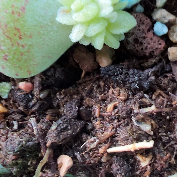逍遥多头一颗多肉植物