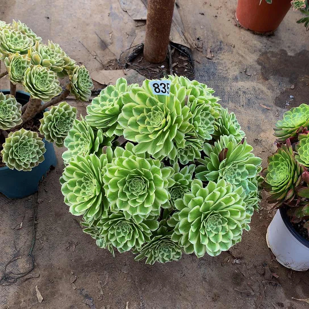 ?*黎835碧浪888888888多肉