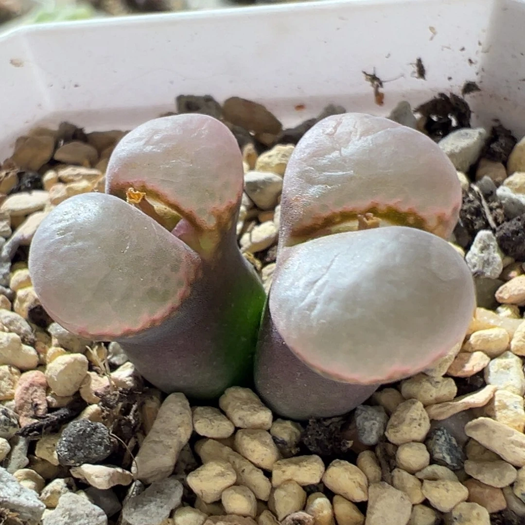 紫体粉窗 翻窗好看 13