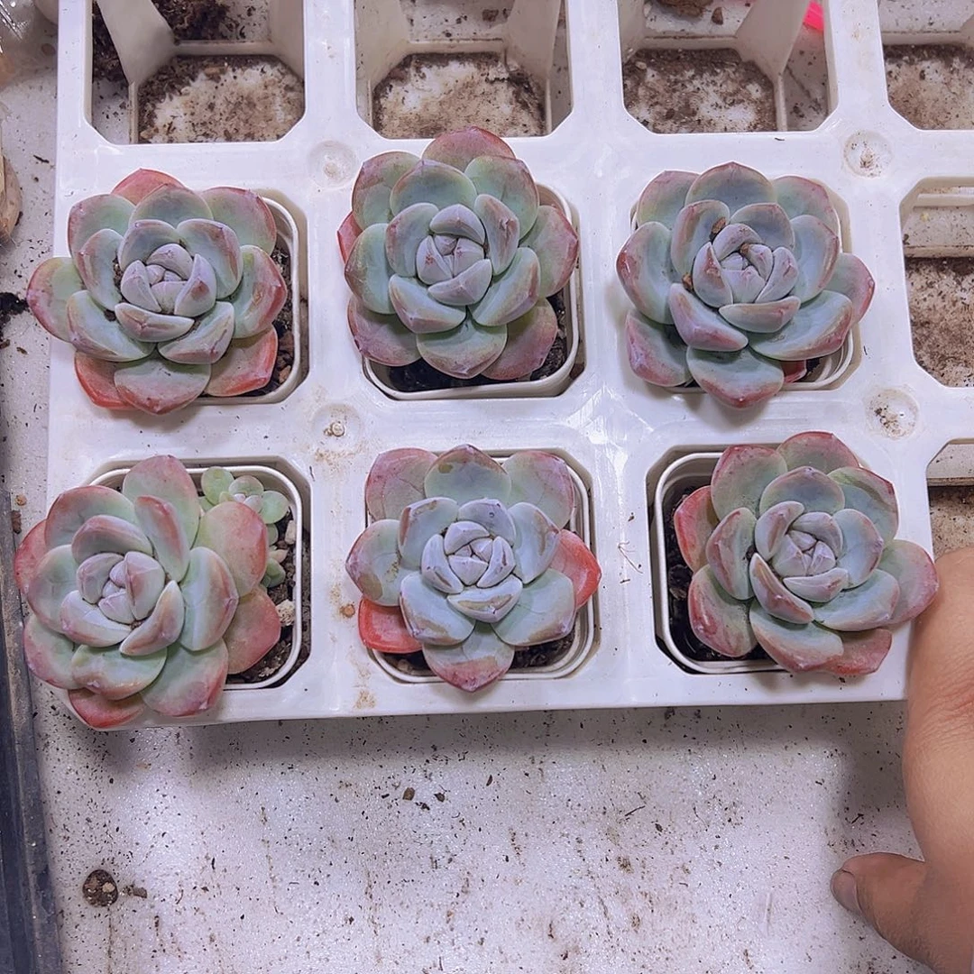 大紫心冰玉19包邮多肉植物