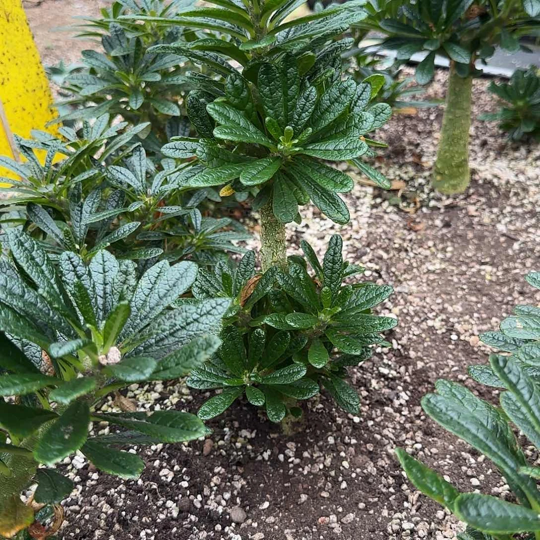 盆栽植物植物3846