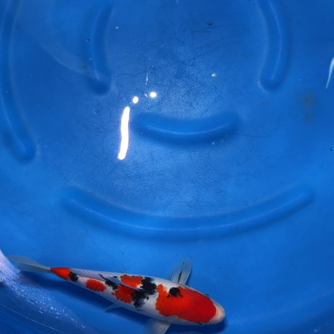 锦鲤大正专拍链接
