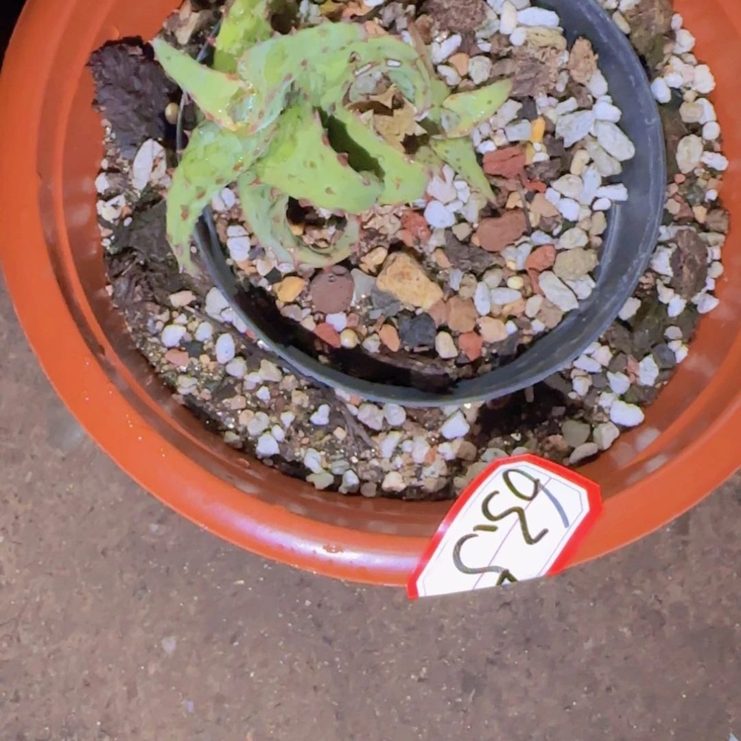 C***l块根植物块根植物