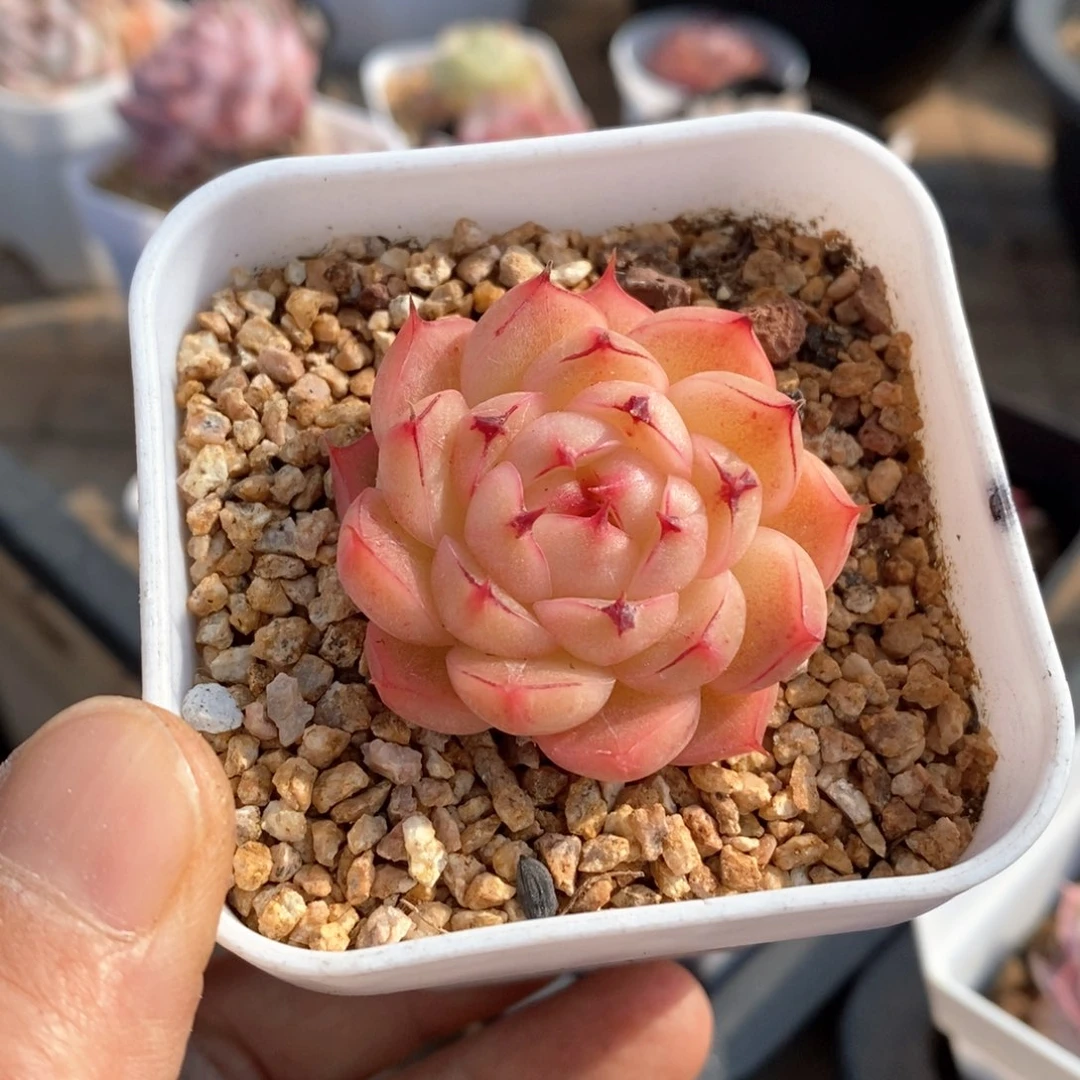 精品多肉一物一的拍175