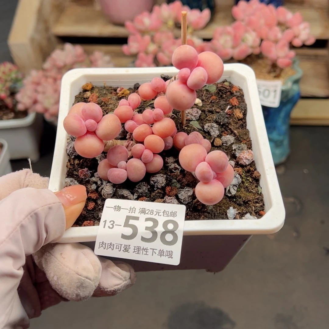 腰子蛋多肉多肉多肉多肉