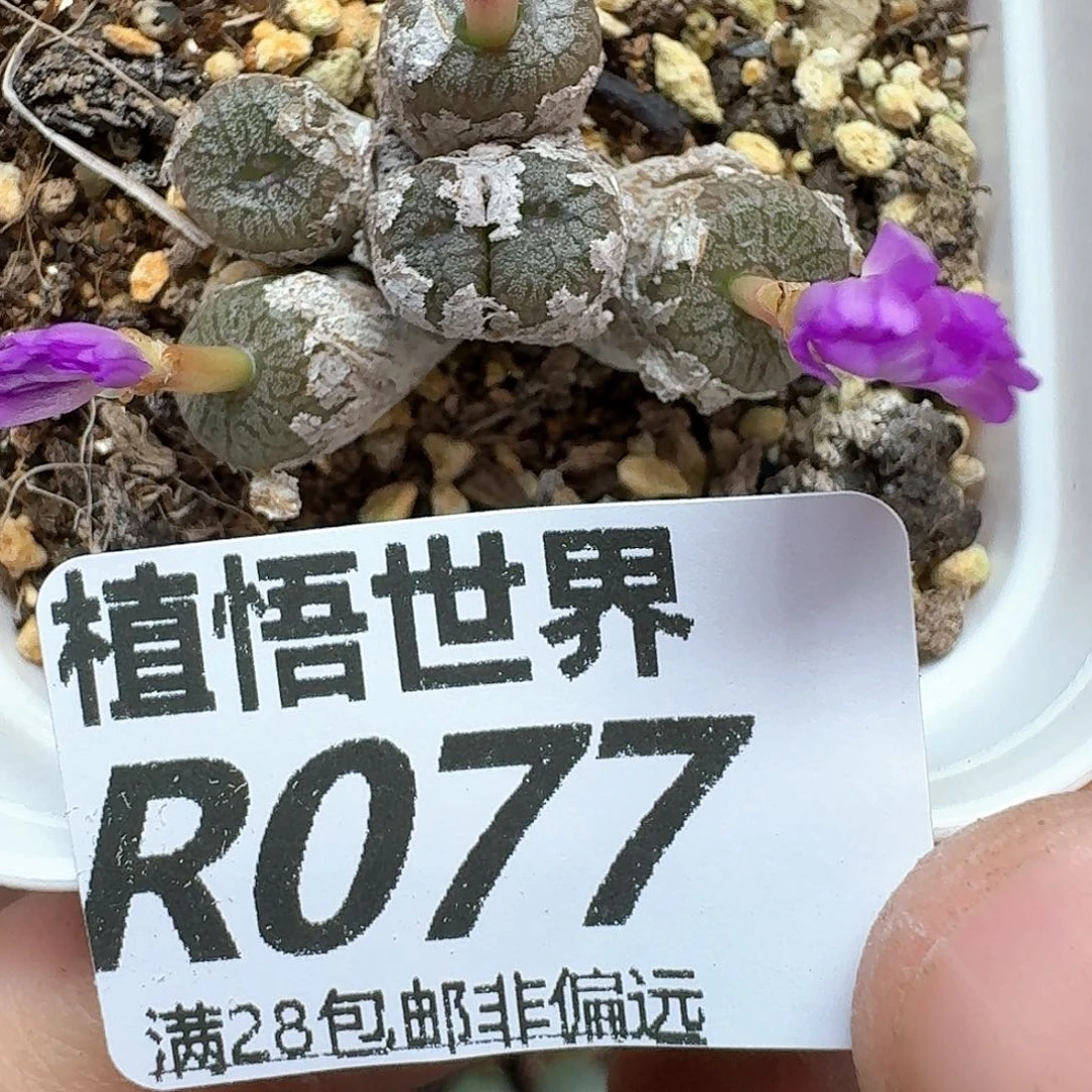 多肉植物的润泽额分