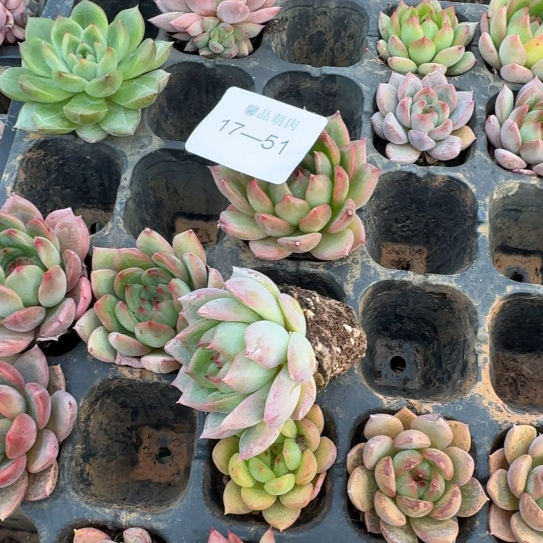 17-51侧门右一右二糖果珍妮杂交梦露十棵量拍