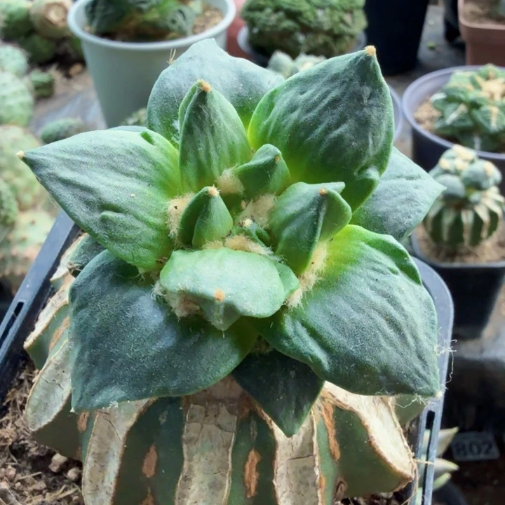 如***至129龙怒牡丹仙人球