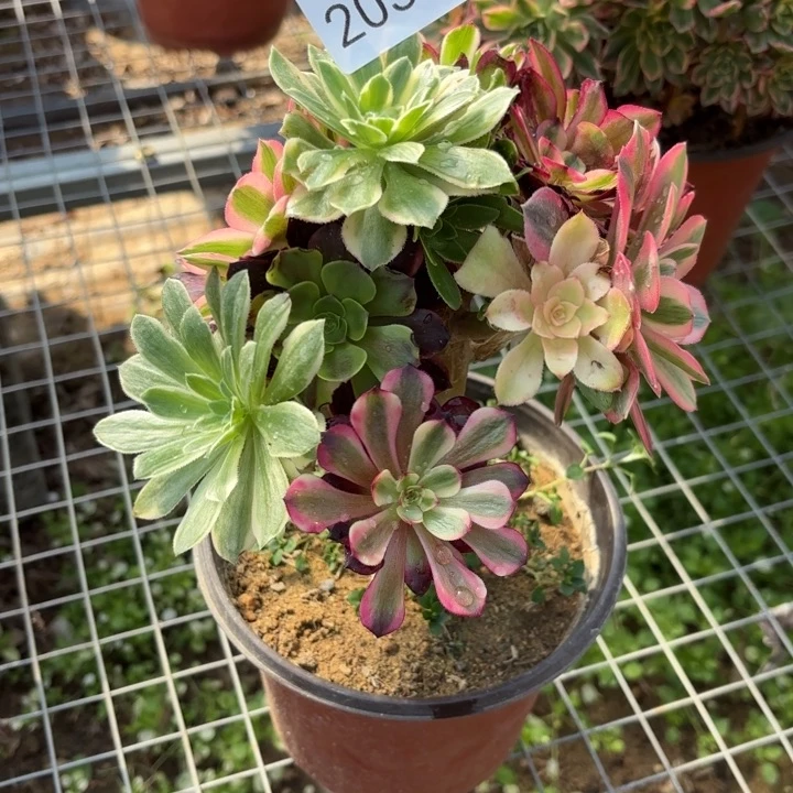 七彩树多肉法师2032