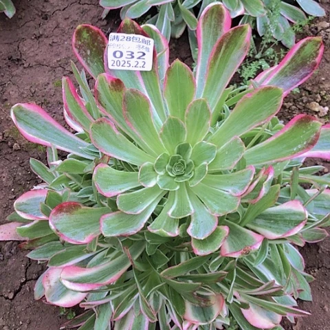 刘*艳2.2-32男神多肉植物寄养