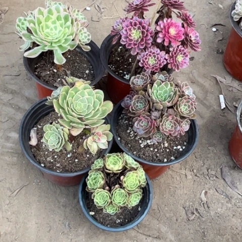 655多肉植物组合，
