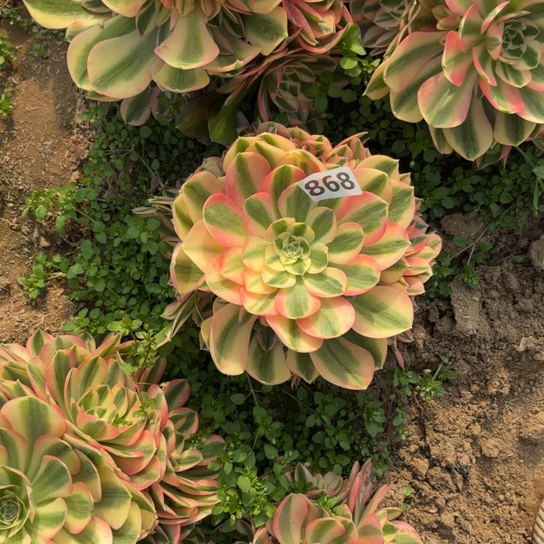 秋*姐868粉女巫多肉不包损