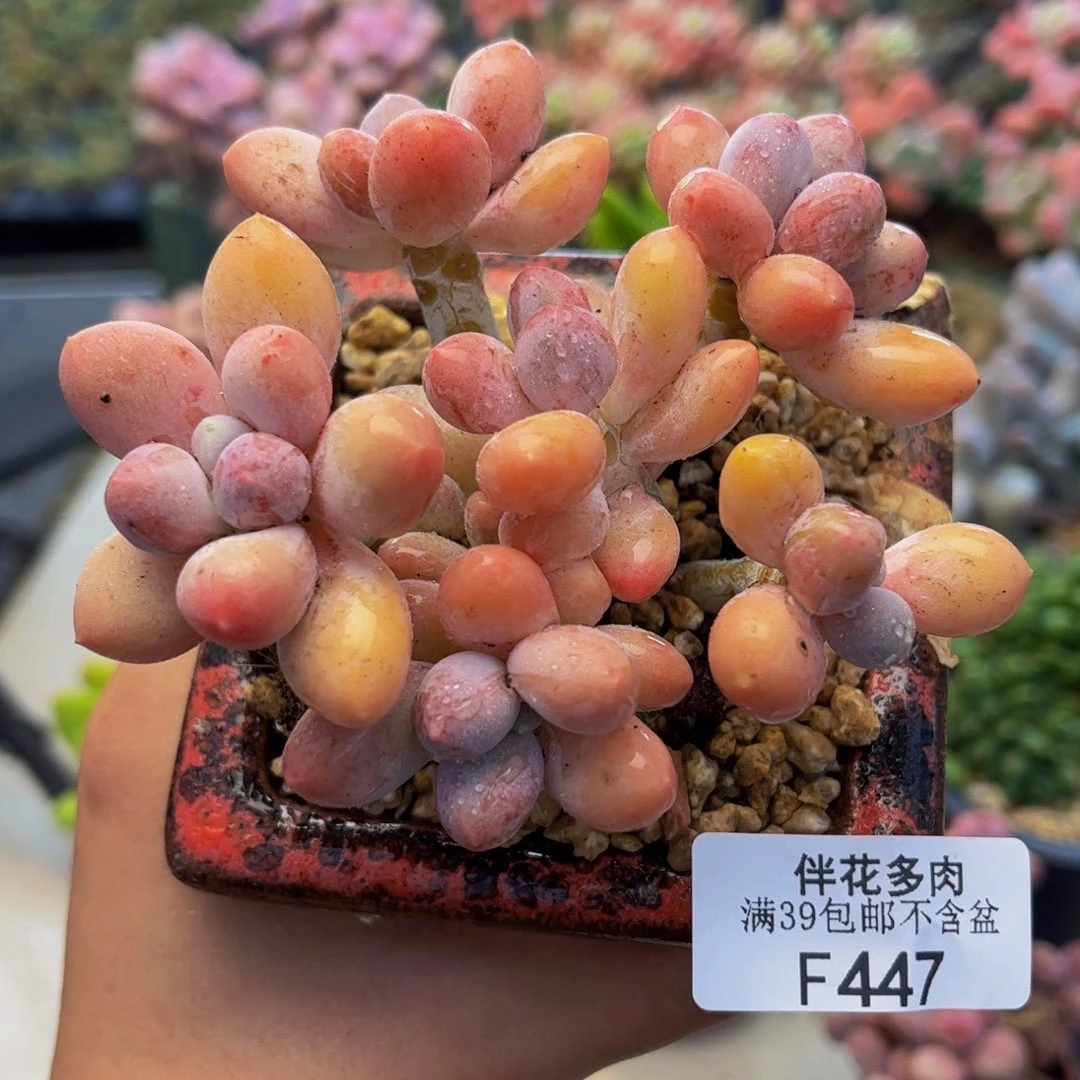 447-香水手指奶酪多肉8cm
