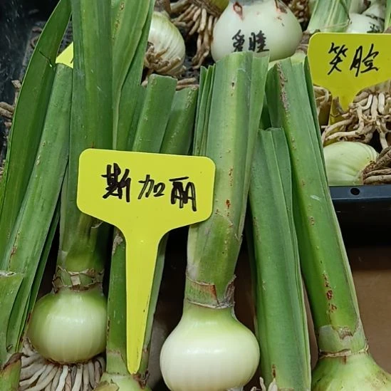 无花朵老版斯嘉丽铃声4+