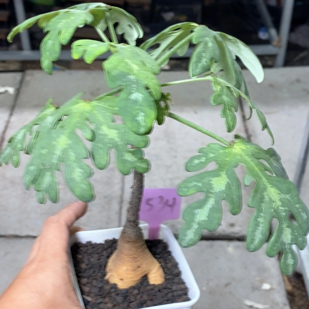 魔妃西番莲多肉植物