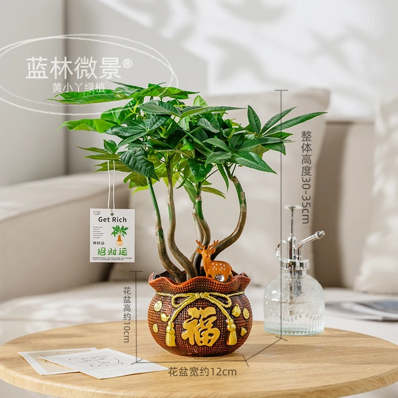 福袋陶瓷奇趣造型发财树盆栽室内好养易活装饰客厅桌面耐旱植物