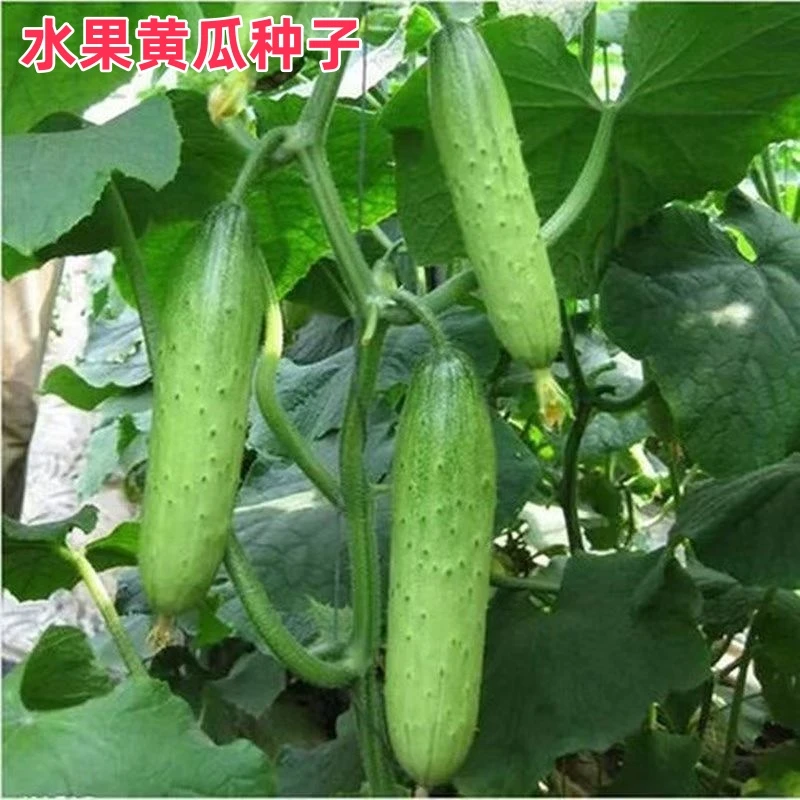 【拍下发3包水果黄瓜种子】旱黄瓜种籽青瓜籽四季盆栽阳台蔬菜种子