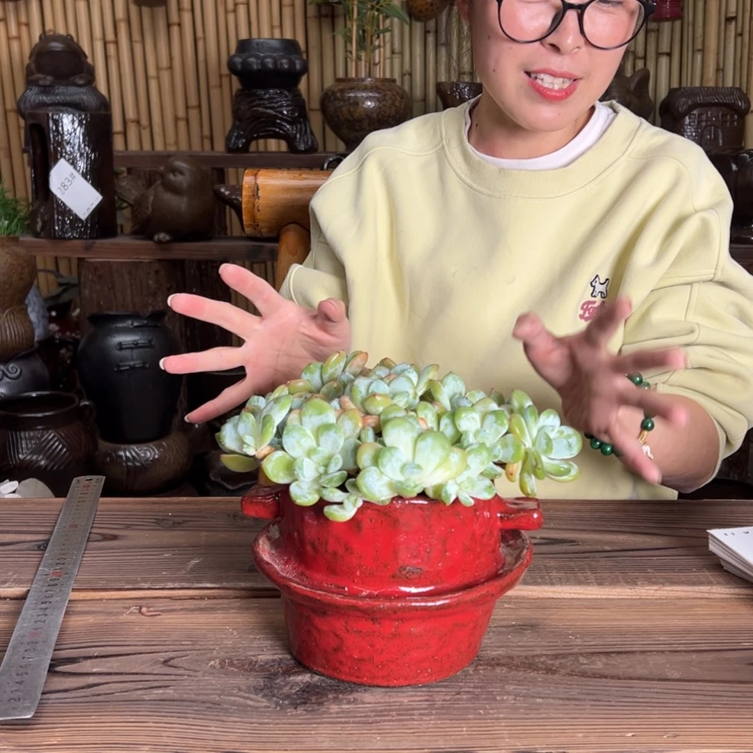 B不带肉28444444444444