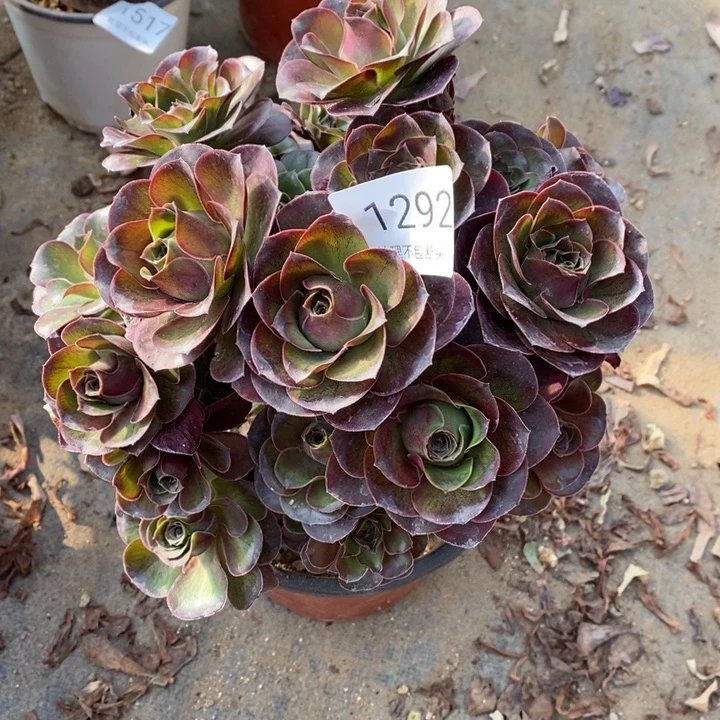 魅金多肉断头不包1292