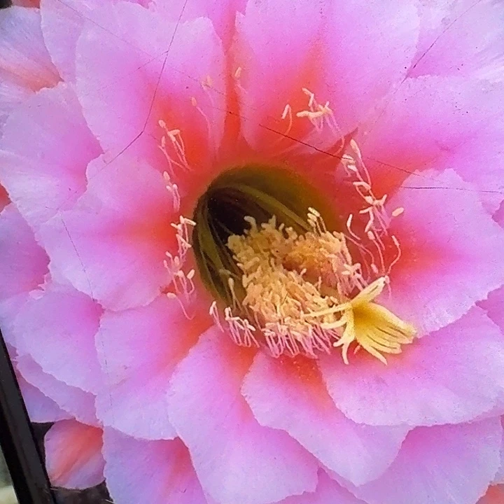 花季少女侧芽5公分毛花柱